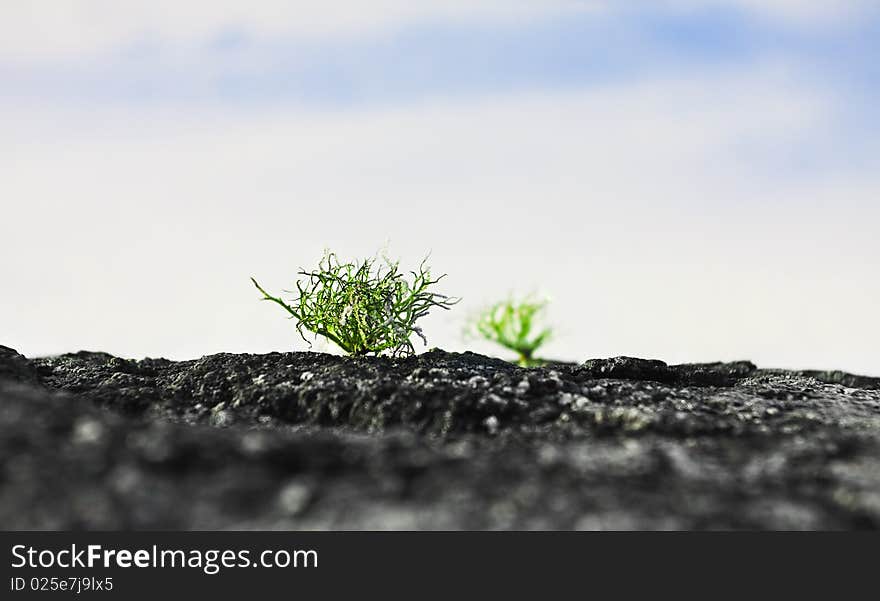 Green sprout making its way from the rocky surface