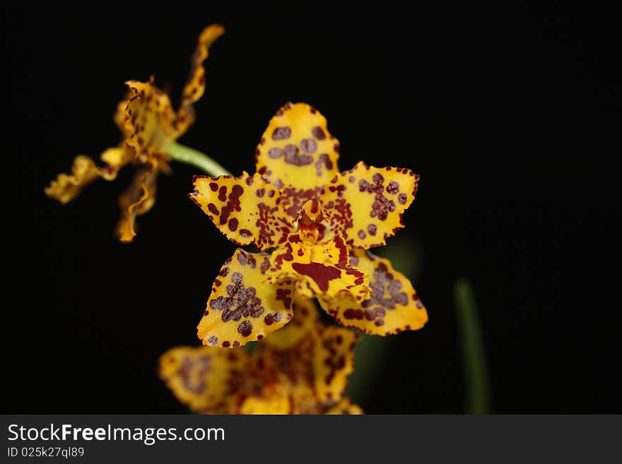 Close-up of a yellow odontoglossum orchid isolated on black background. Close-up of a yellow odontoglossum orchid isolated on black background