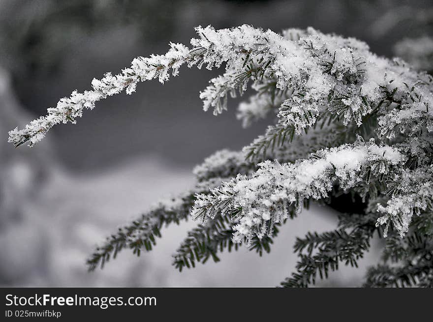 Snow covered branch