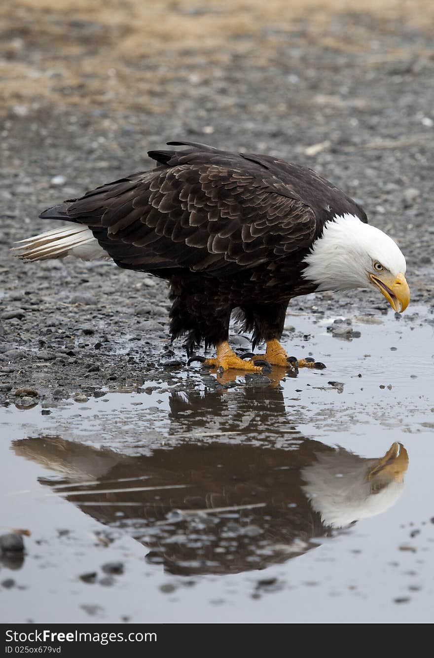 A photo of an American Bald Eagle looking at its reflection in a water puddle. It was taken in Homer, Alaska.