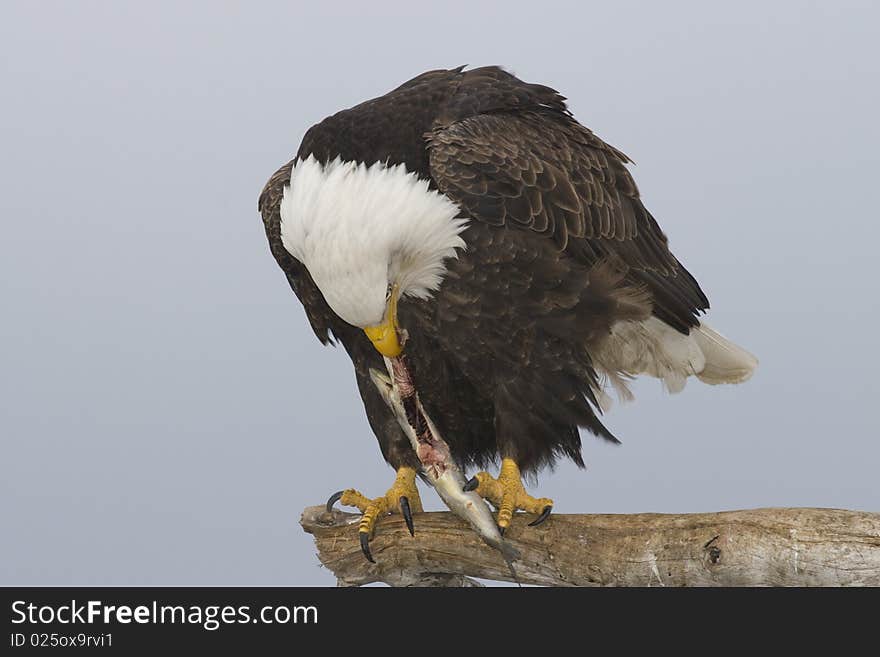 A photo of an American Bald Eagle on a perch eating a fish. It was taken in Homer, Alaska.