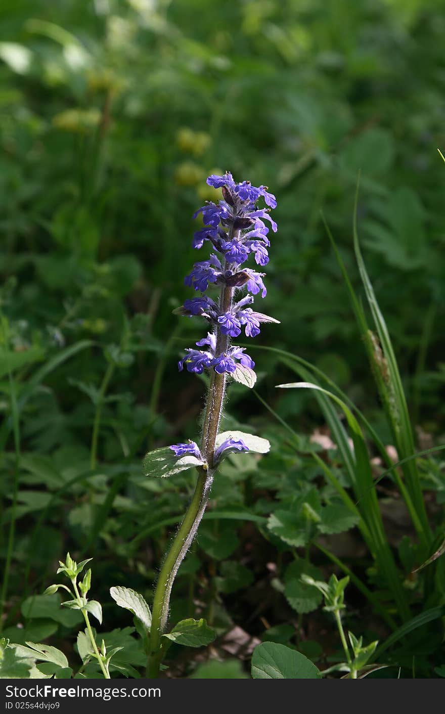 Purple Deadnettle (Lamium purpureum). Lamiaceae or Labiatae, also known as the mint family, is a family of plants. Young plants have edible tops and leaves, good in salads or in stirfry as a spring vegetable. Purple Deadnettle (Lamium purpureum). Lamiaceae or Labiatae, also known as the mint family, is a family of plants. Young plants have edible tops and leaves, good in salads or in stirfry as a spring vegetable.