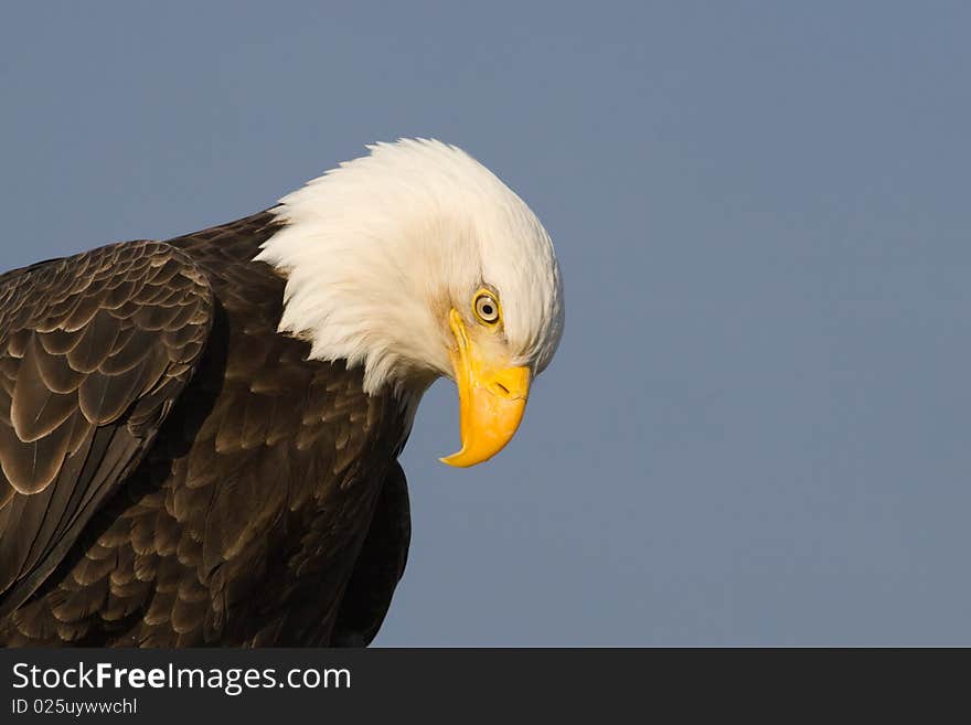 A photo of an American Bald Eagle. It is a close-up showing only the top third of its body. It is isolated on a blue sky background. It was taken in Homer, Alaska.