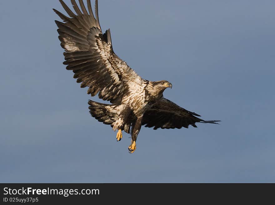 A Photo of an immature American Bald Eagle in Flight isolated on a blue sky background. It was taken in Homer, Alaska. A Photo of an immature American Bald Eagle in Flight isolated on a blue sky background. It was taken in Homer, Alaska.