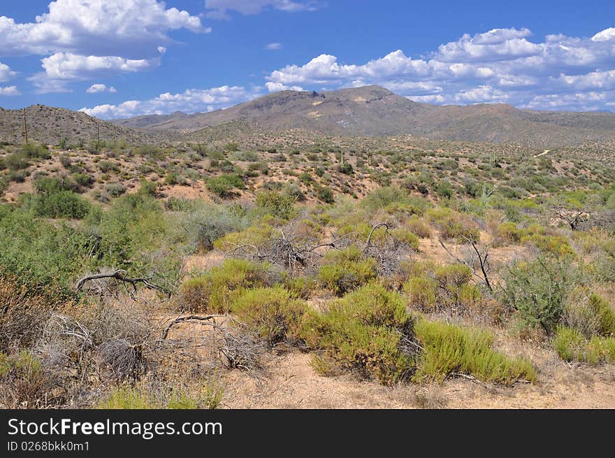 Arizona Desert