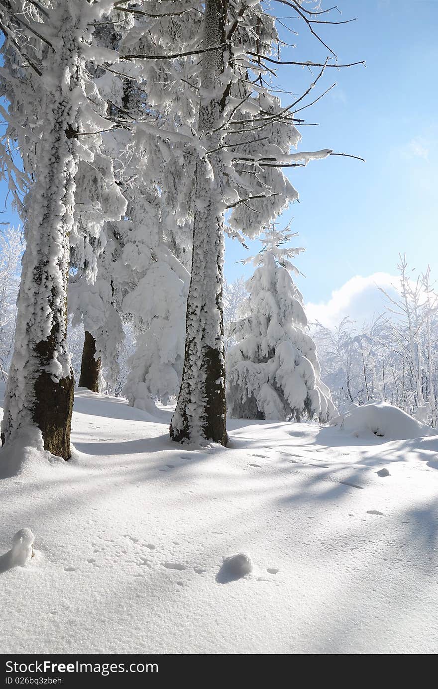 Pines and meadows covered with icy snow. Pines and meadows covered with icy snow