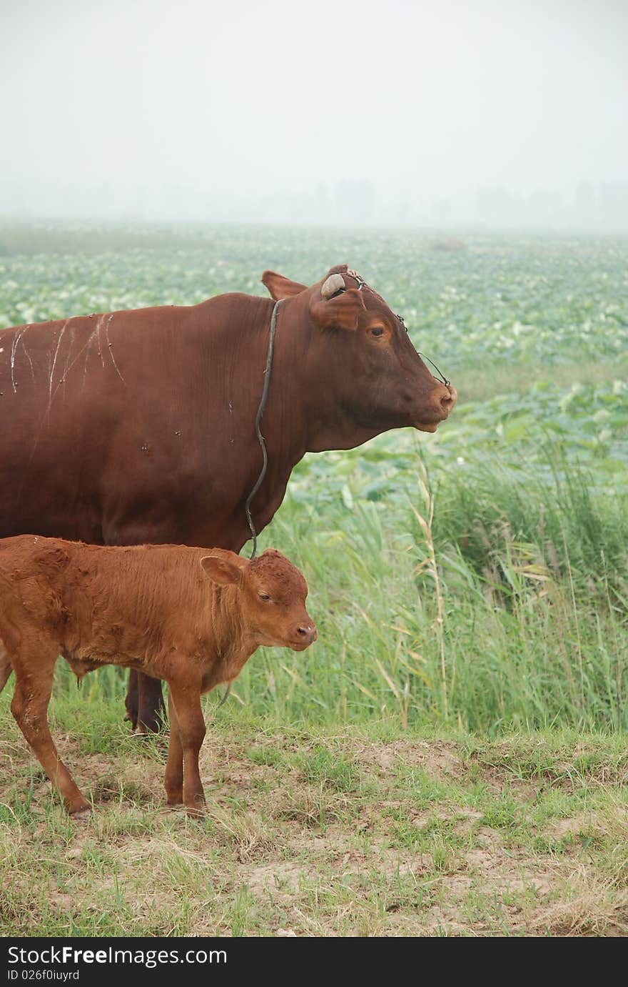 Cows