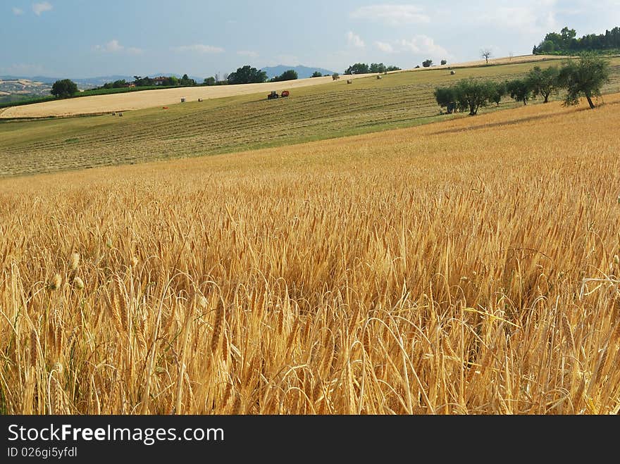 Cornfield under a blue sky