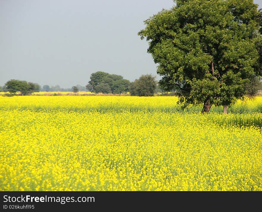 Flowering of mustard crop in spring season.