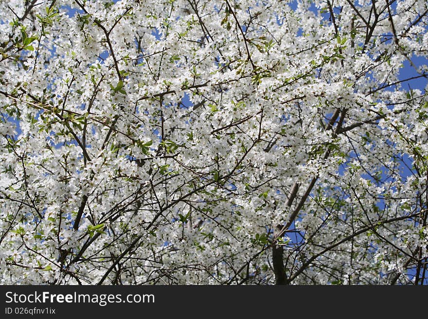 Blossoming European cherry background