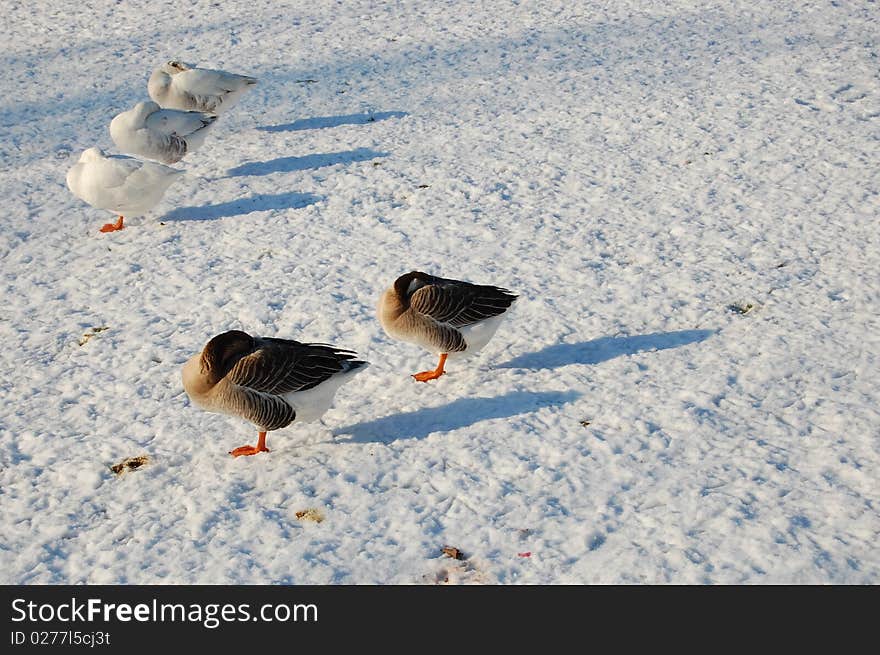 Snow and gooses in Amsterdam, holland. Snow and gooses in Amsterdam, holland