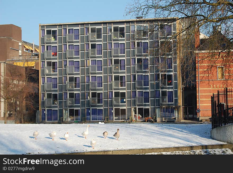 Geese in the snow during winter