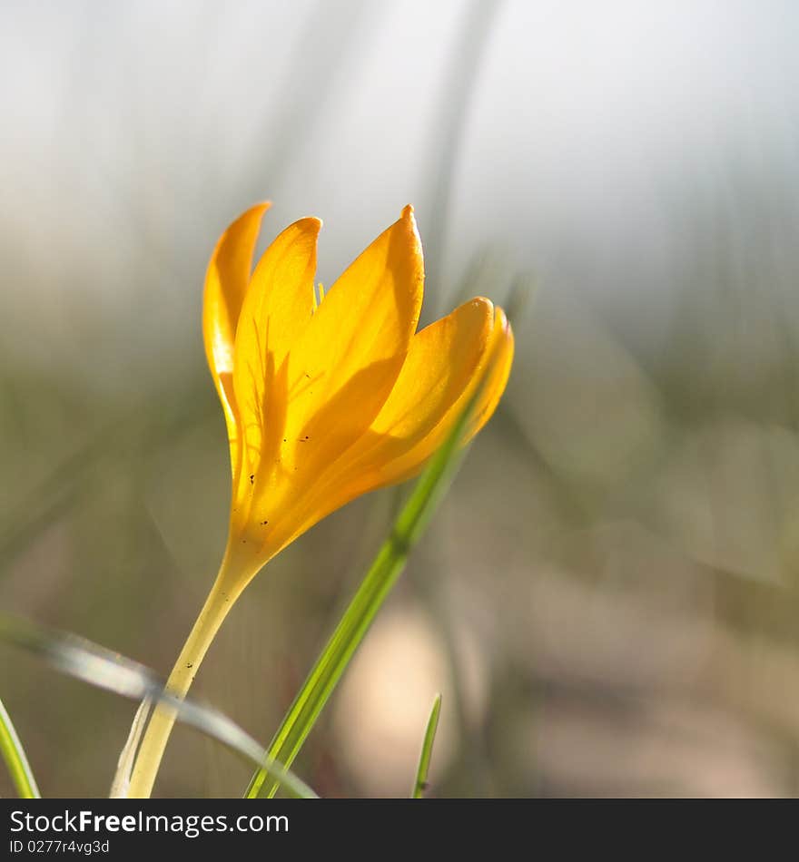 Lebanon this flower grows in winter at an altitude of around 300 meters shot with nikon 105 mm macro. Lebanon this flower grows in winter at an altitude of around 300 meters shot with nikon 105 mm macro