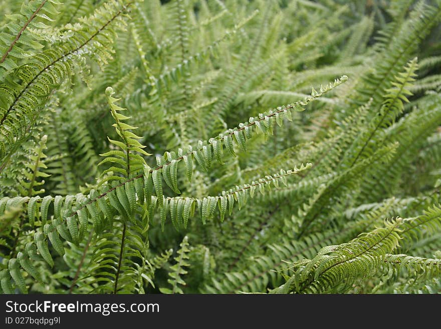 Hawaii Fern Bed