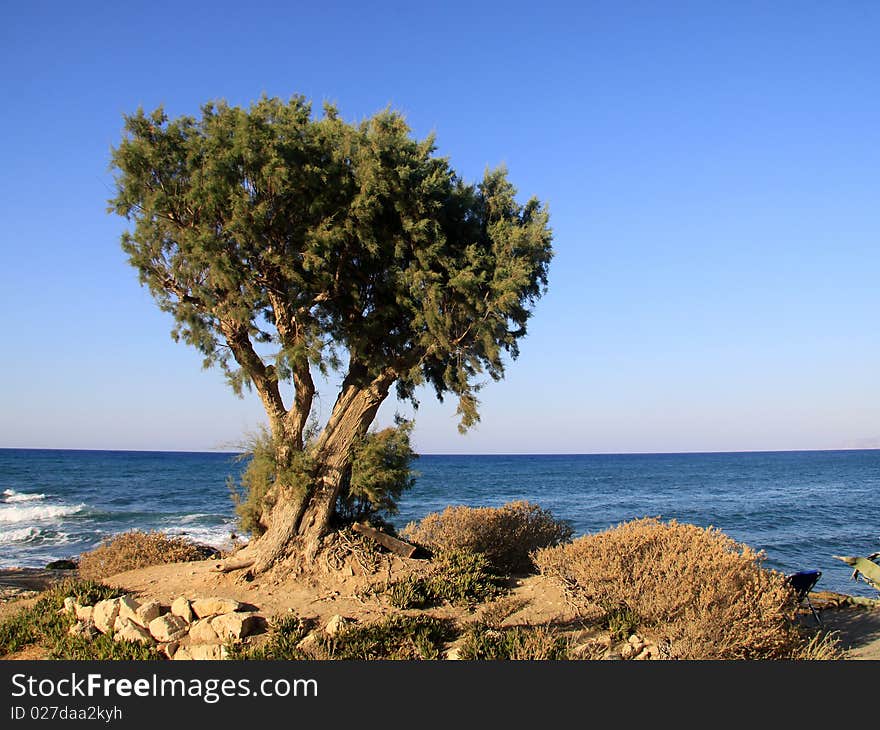 Beautiful lonely tree on the beach facing blue sea and sky. Beautiful lonely tree on the beach facing blue sea and sky