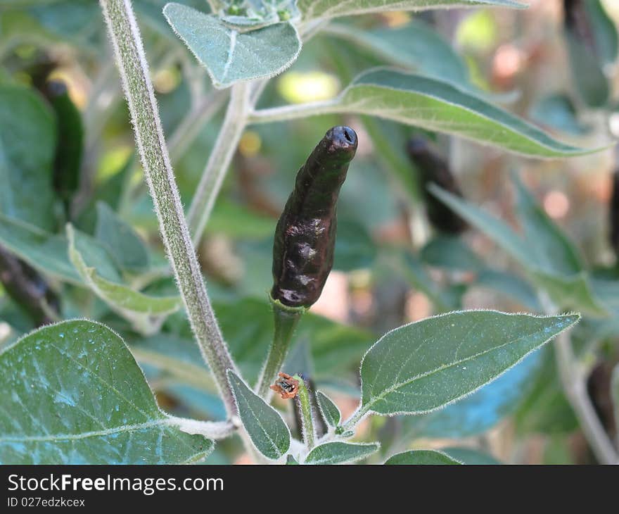 cayenne pepper unripe