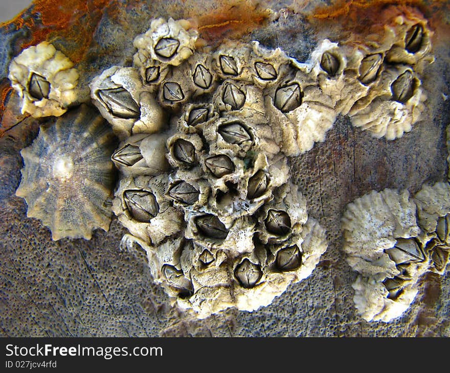 Shell on the wood