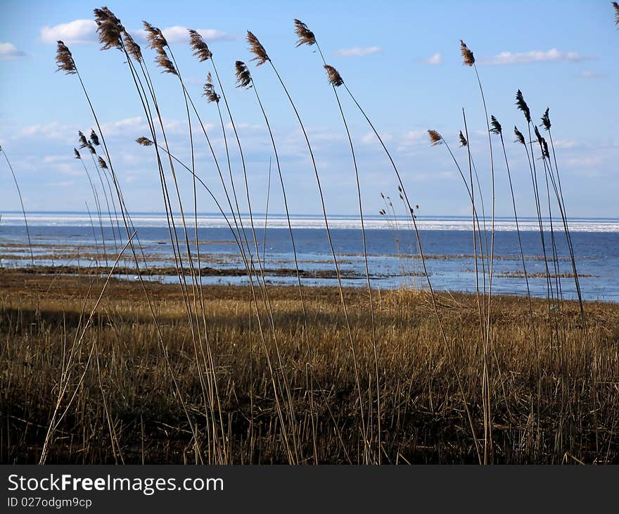 Reed on the coastline