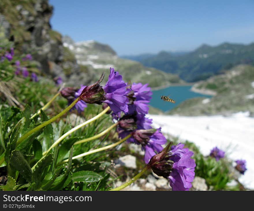 Bee and flowers against mountain landscape in Alps