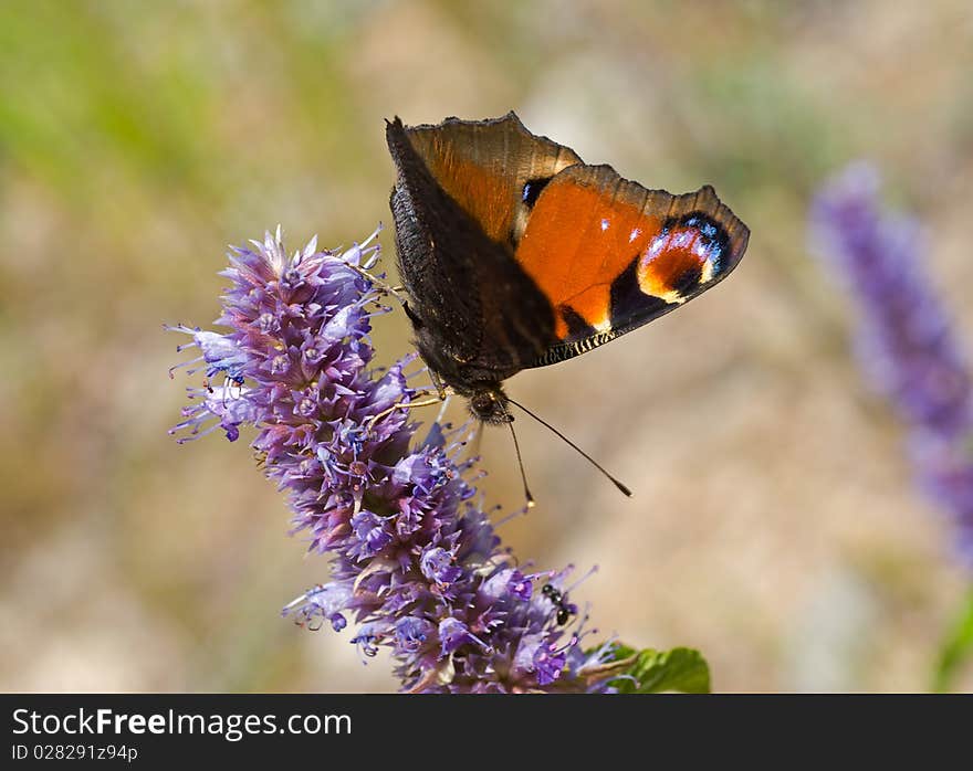 Peacock-butterfly on flower