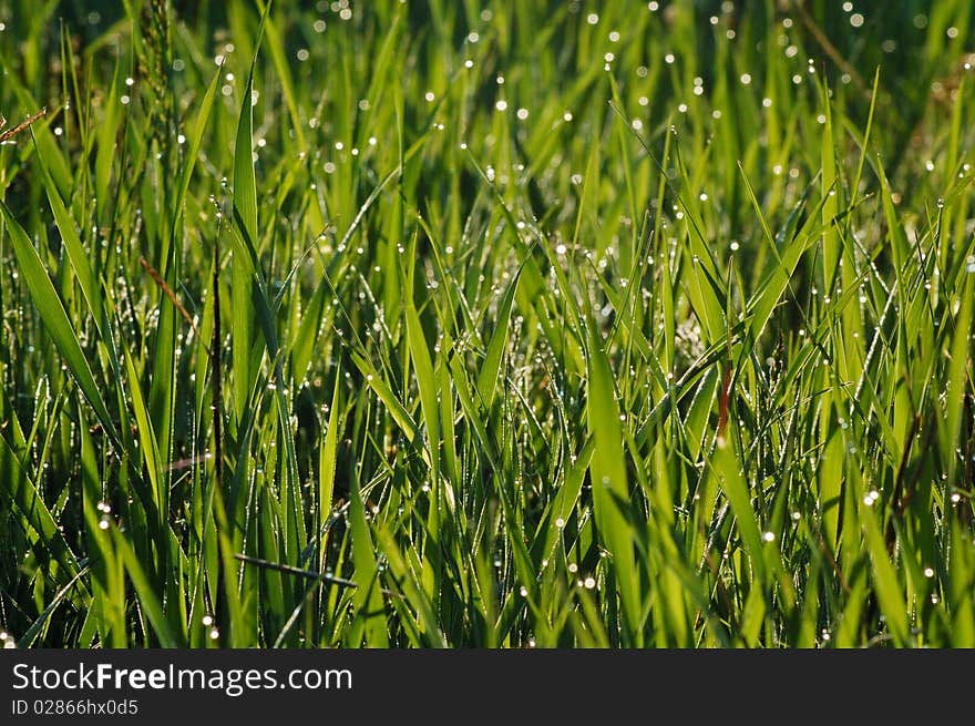 Grass with dew drops