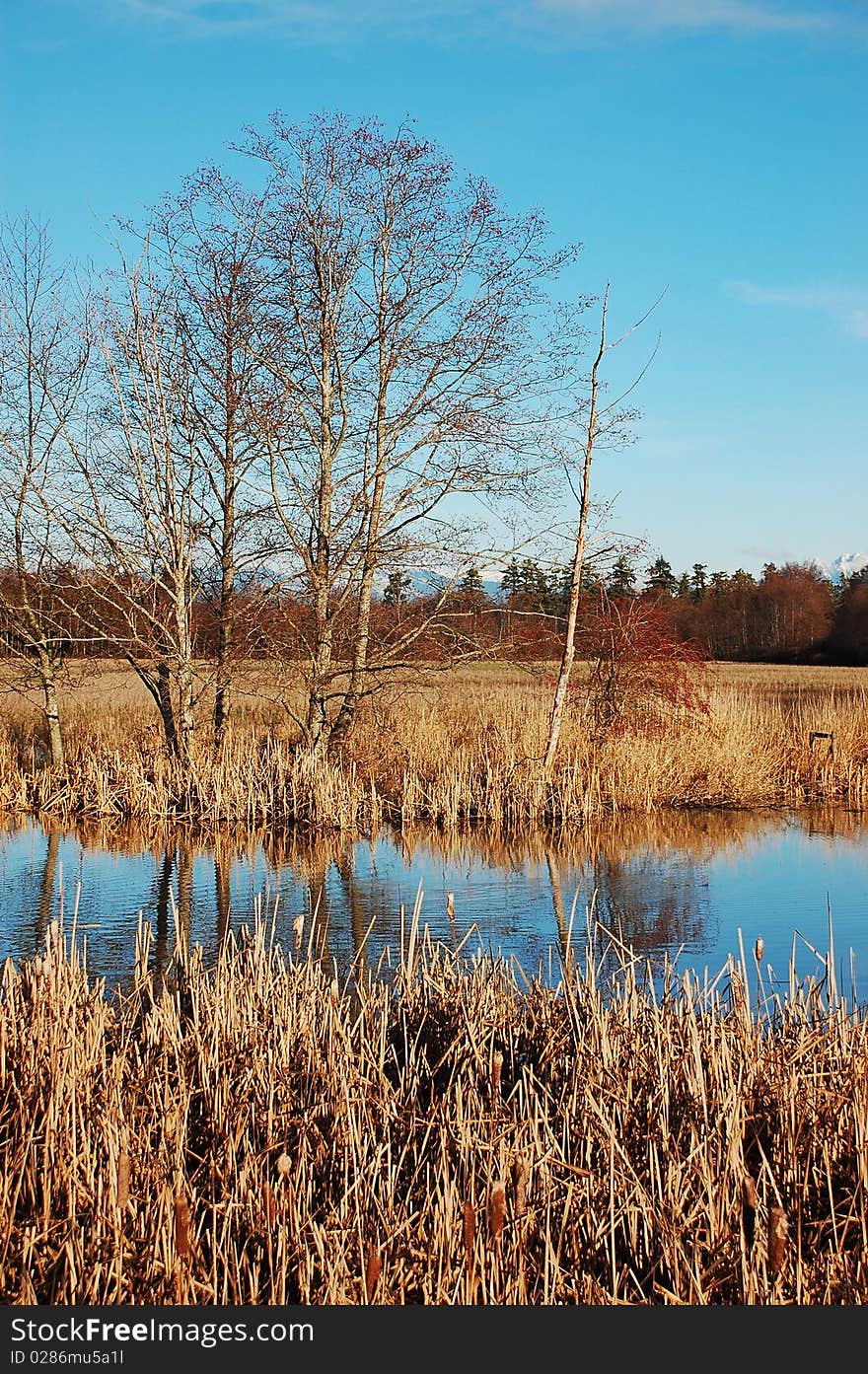 Wetland in wintertime against blue sky. Wetland in wintertime against blue sky