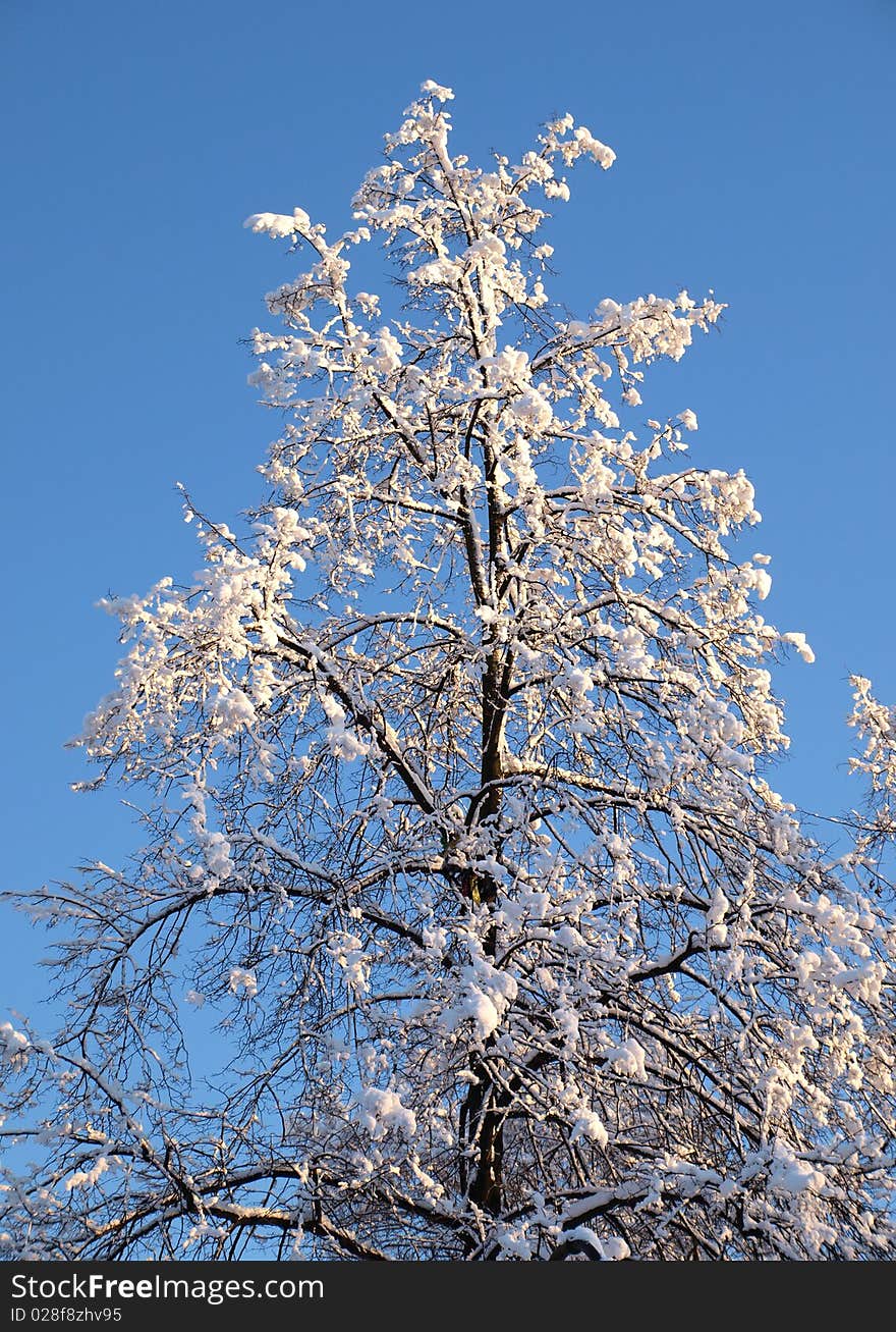 Color photo of tree branches in snow. Color photo of tree branches in snow