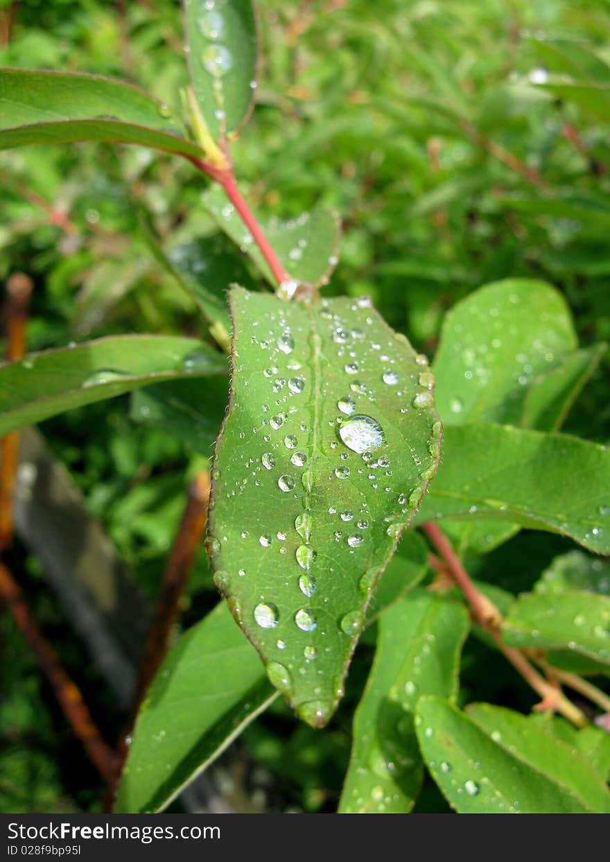 There are drpon on green plant after rain. There are drpon on green plant after rain