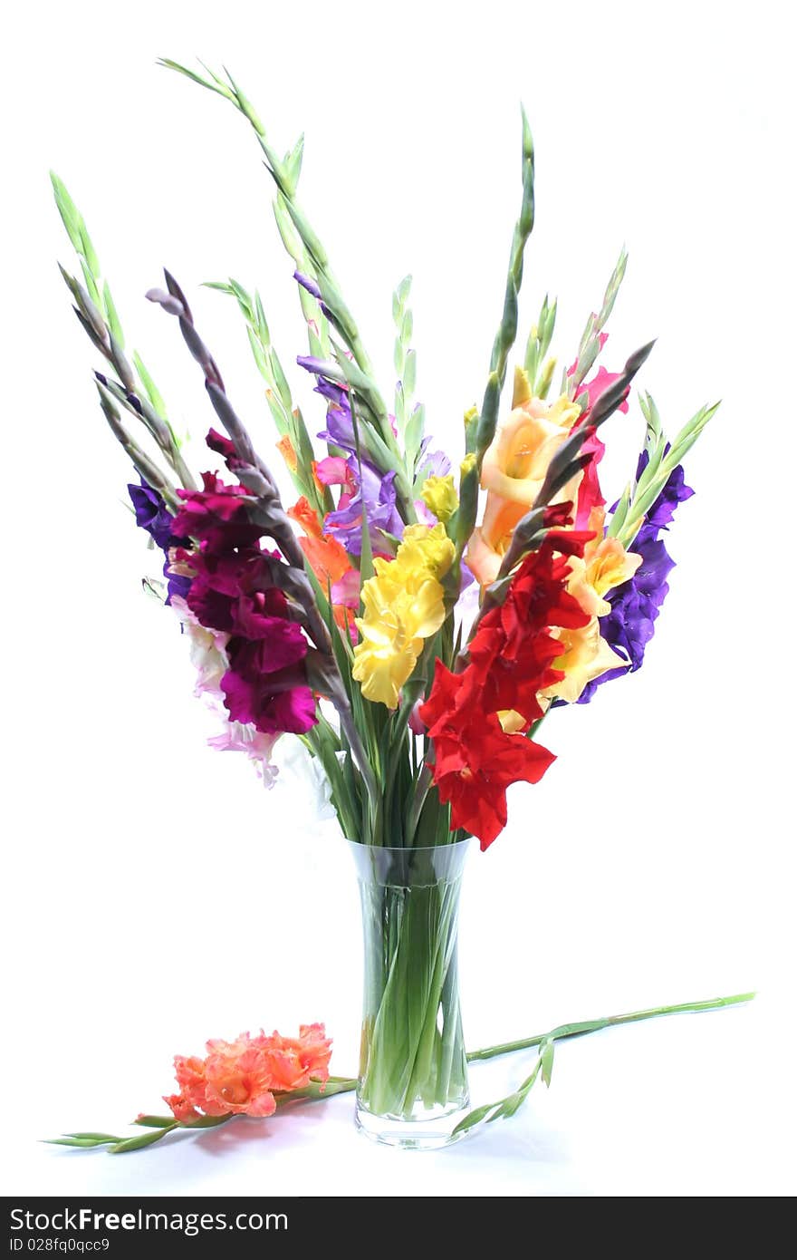 Gladiolas