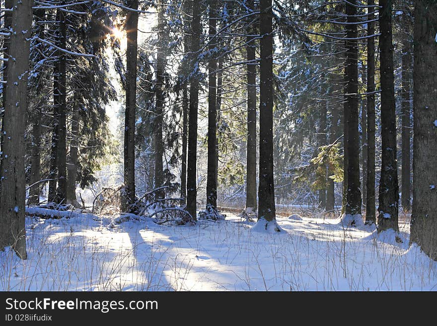 Sunny frosty day in fur-tree forest. Snowflakes, being turned and sparkling in shining sun beams, fall to the ground from branches of trees