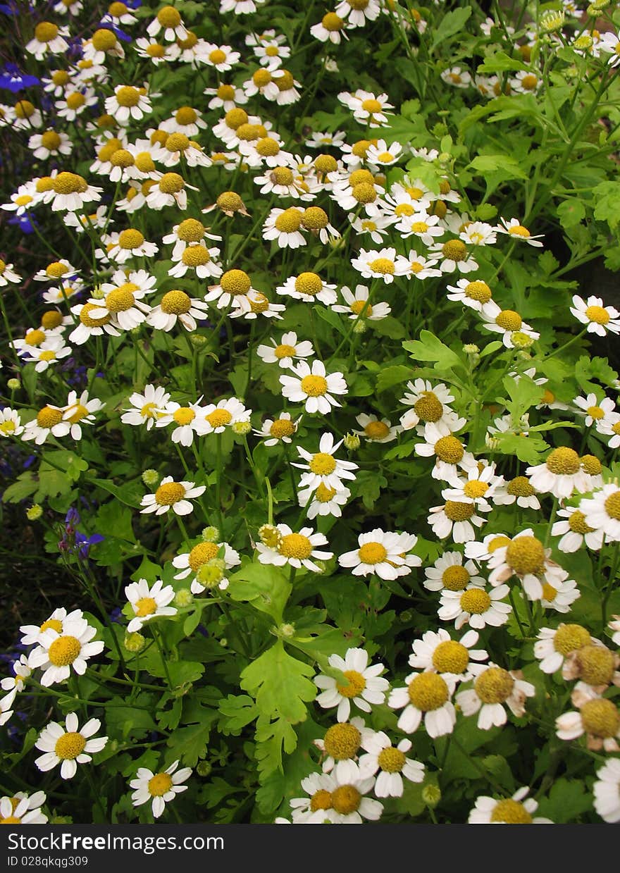 There are white flowers - camomilies and green grass