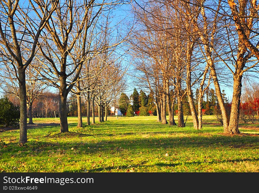 Bunch of trees during winter without any leaves in the evening sunlight