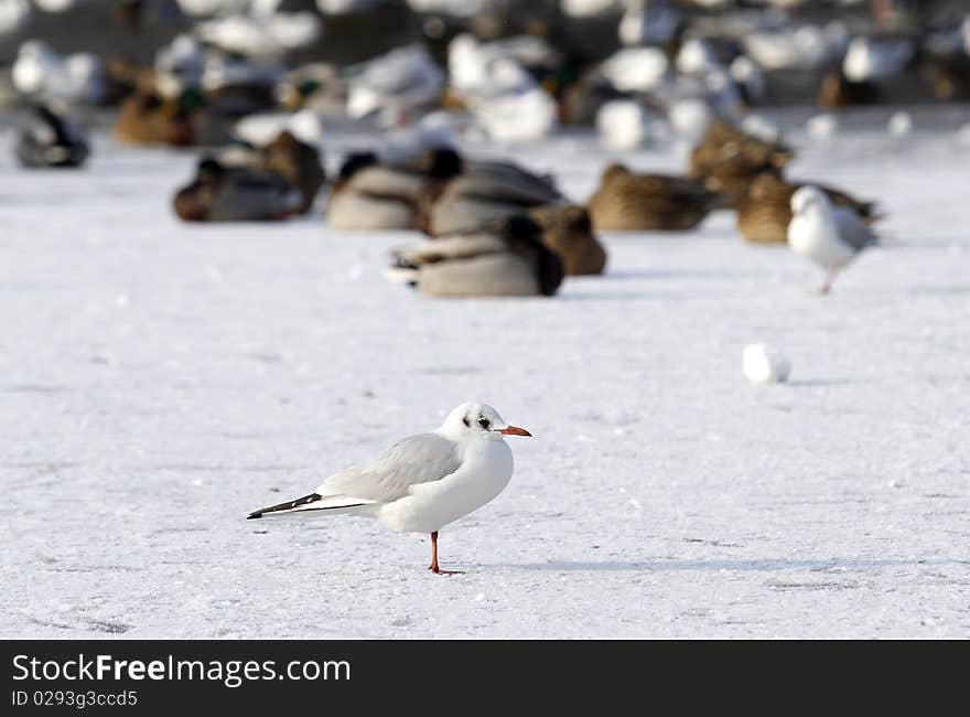 Seagull on frozen water in winter