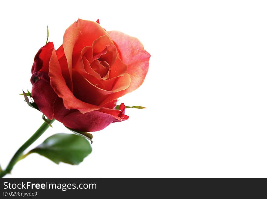 Rose on a white background