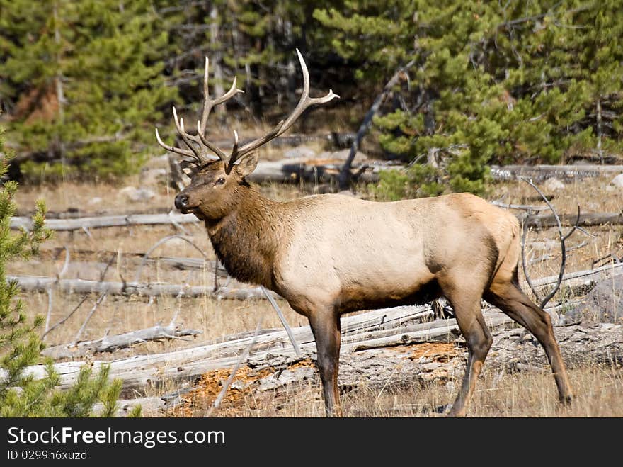 Great Elk With Antlers