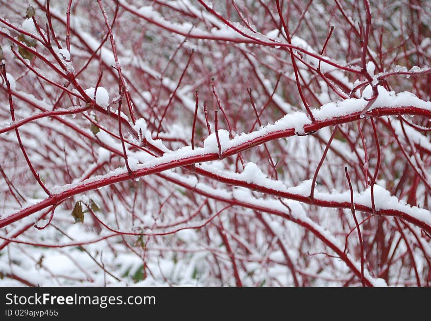 Nature covered with snow