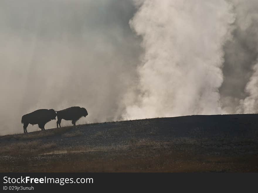 A pair of iconic Bison pose in the steam of a Yellowstone Park geyser. A pair of iconic Bison pose in the steam of a Yellowstone Park geyser