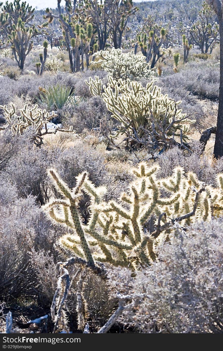 Surprising bounty of desert cactus, cholla and Joshua Trees in Mojave National Preserve, California, USA. Surprising bounty of desert cactus, cholla and Joshua Trees in Mojave National Preserve, California, USA