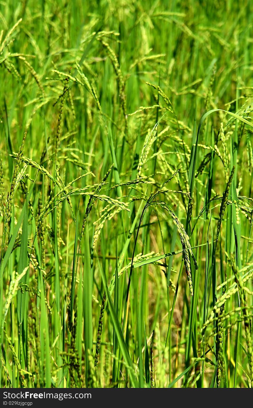 Green Rice Field Texture Wallpaper