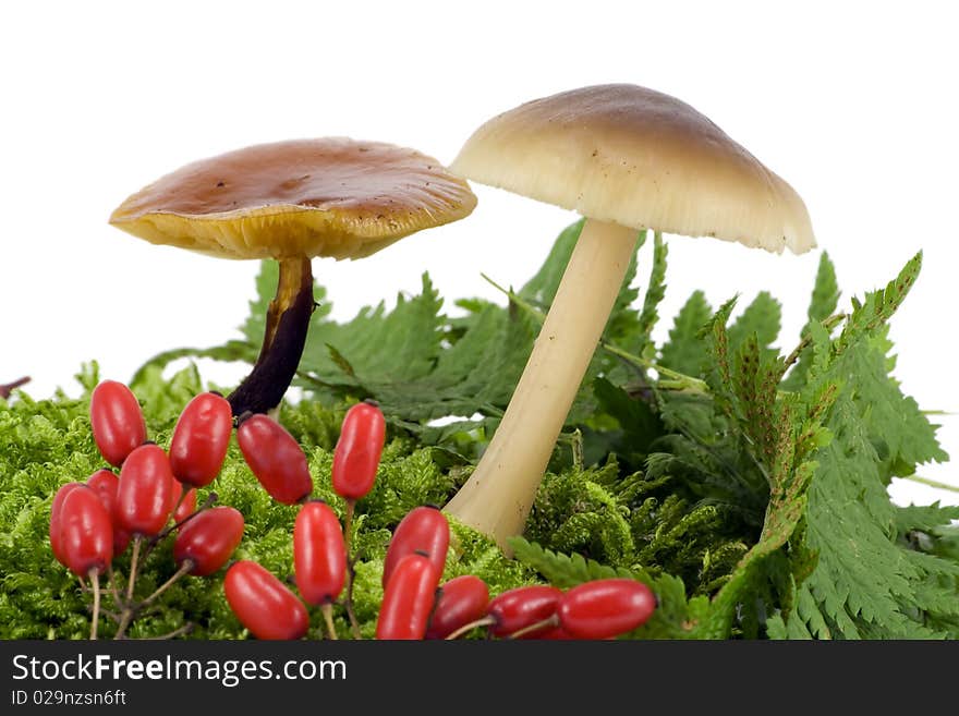 Wood Mushrooms Grow From A Moss