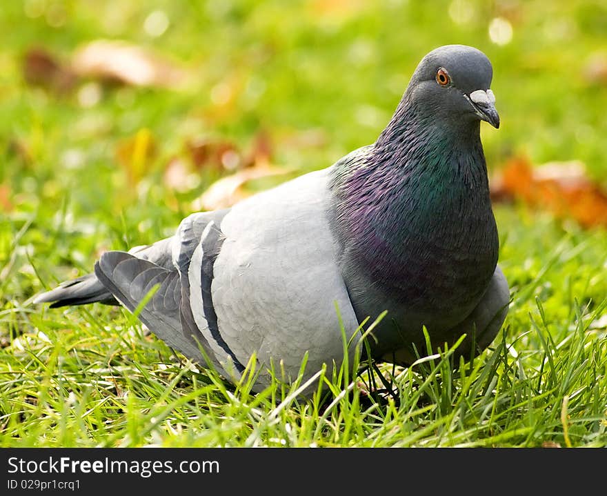 Close-up of a pigeon in autumn. Close-up of a pigeon in autumn