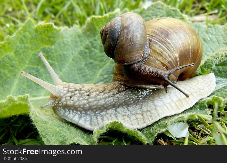 Black snail creep on grey snail, image. Black snail creep on grey snail, image