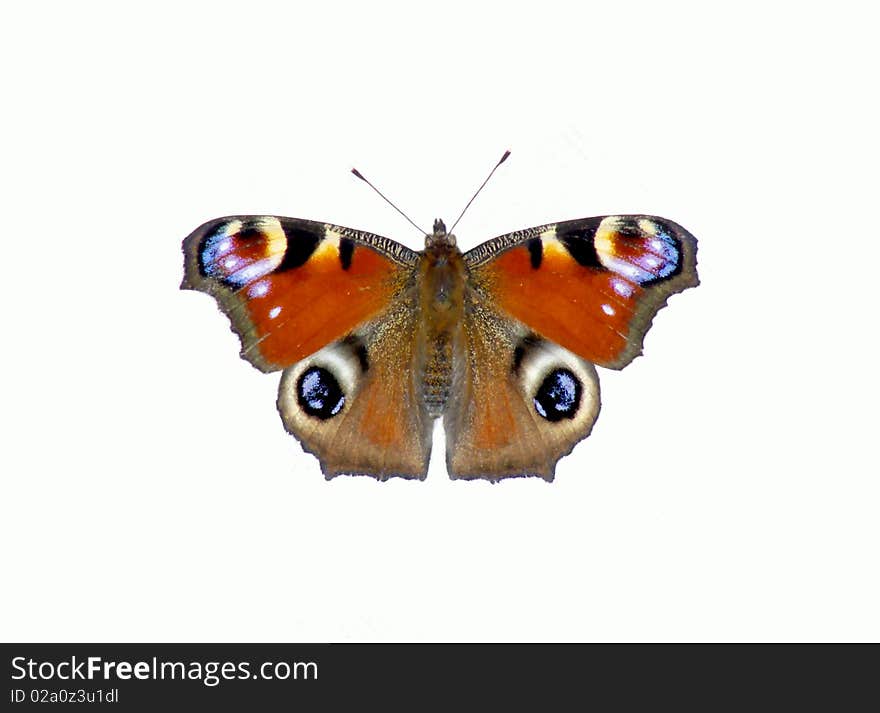 Butterfly Nymphalis Io L