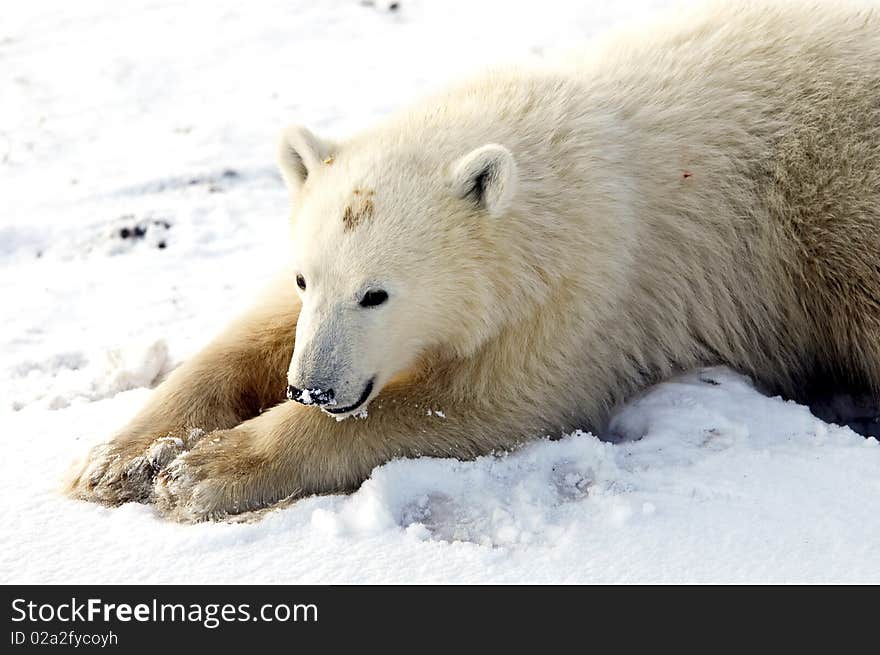 A young polar bear stretched out for a nap