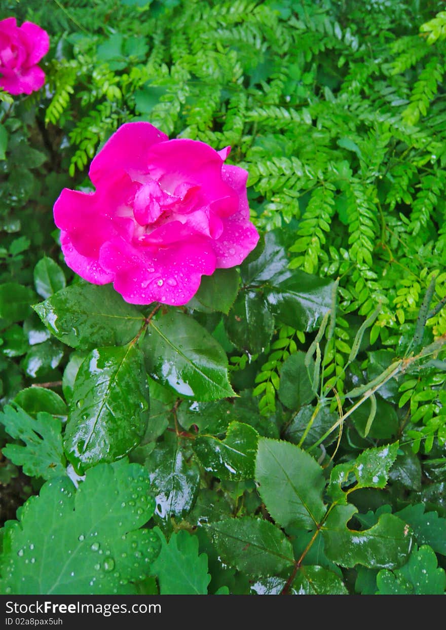 Pink rose with green leaves