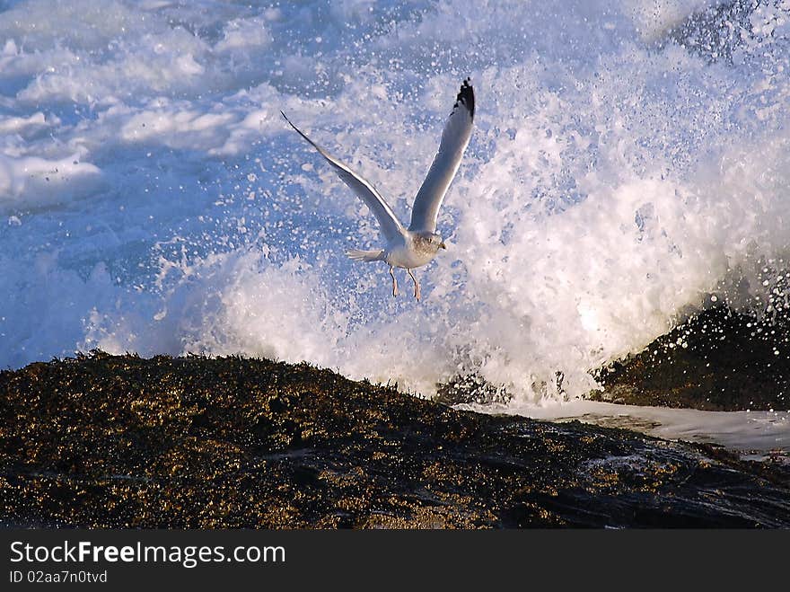 A seagull takes off from a rocky shore amidst breaking waves and splashes of water. A seagull takes off from a rocky shore amidst breaking waves and splashes of water.