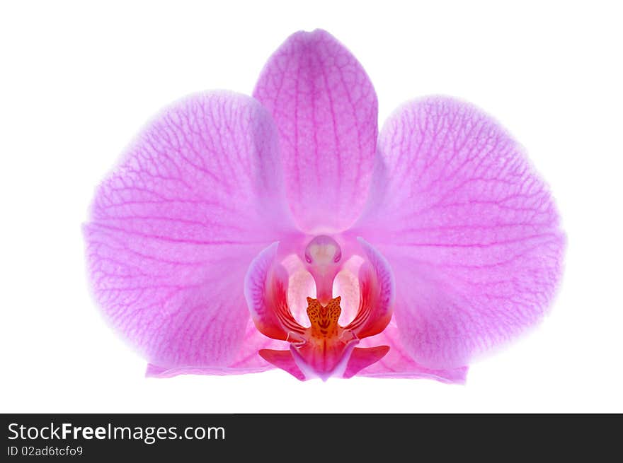 Close-up pink orchid