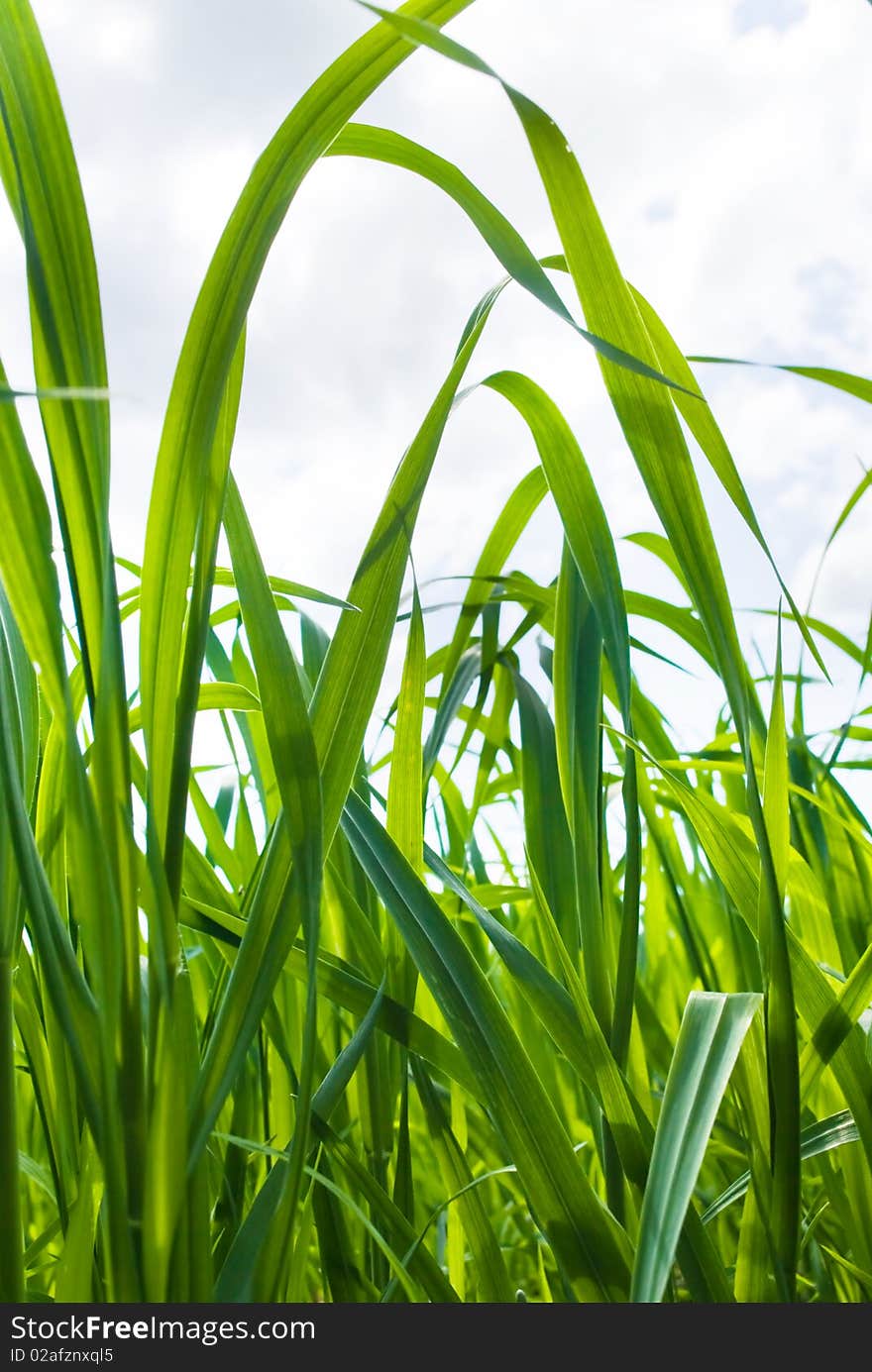 Leaves of grass on a background sky