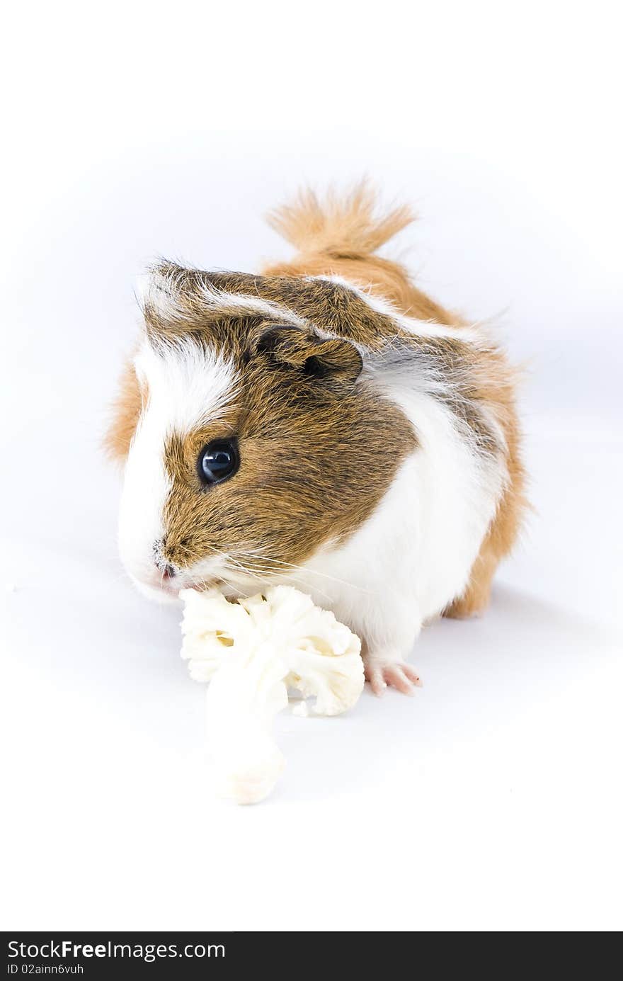 Guinea pig