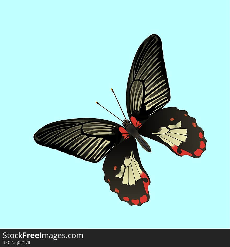 Tropic butterfly isolated, vector illustration. Tropic butterfly isolated, vector illustration